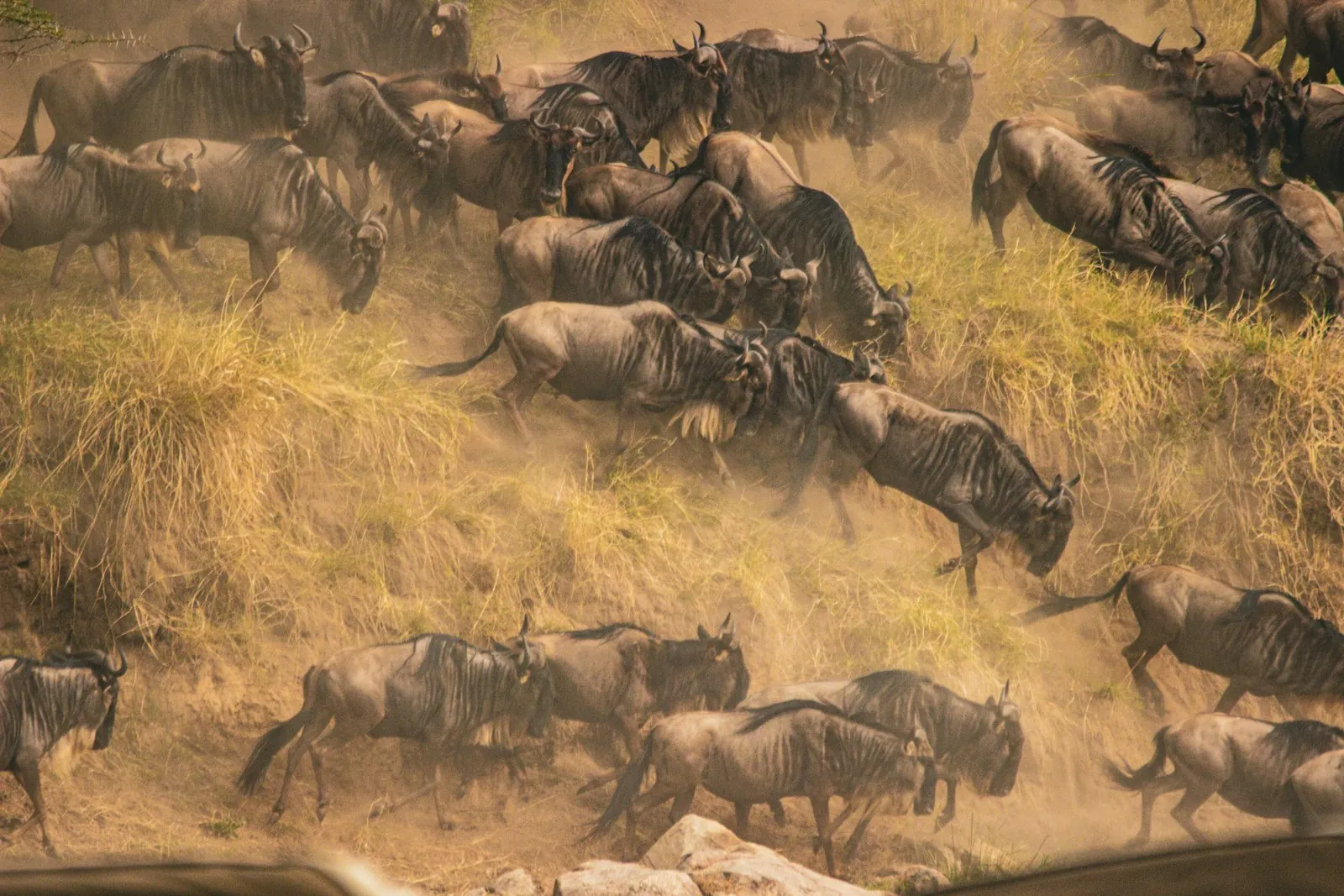 Gnous traversant une rivière dans le Serengeti