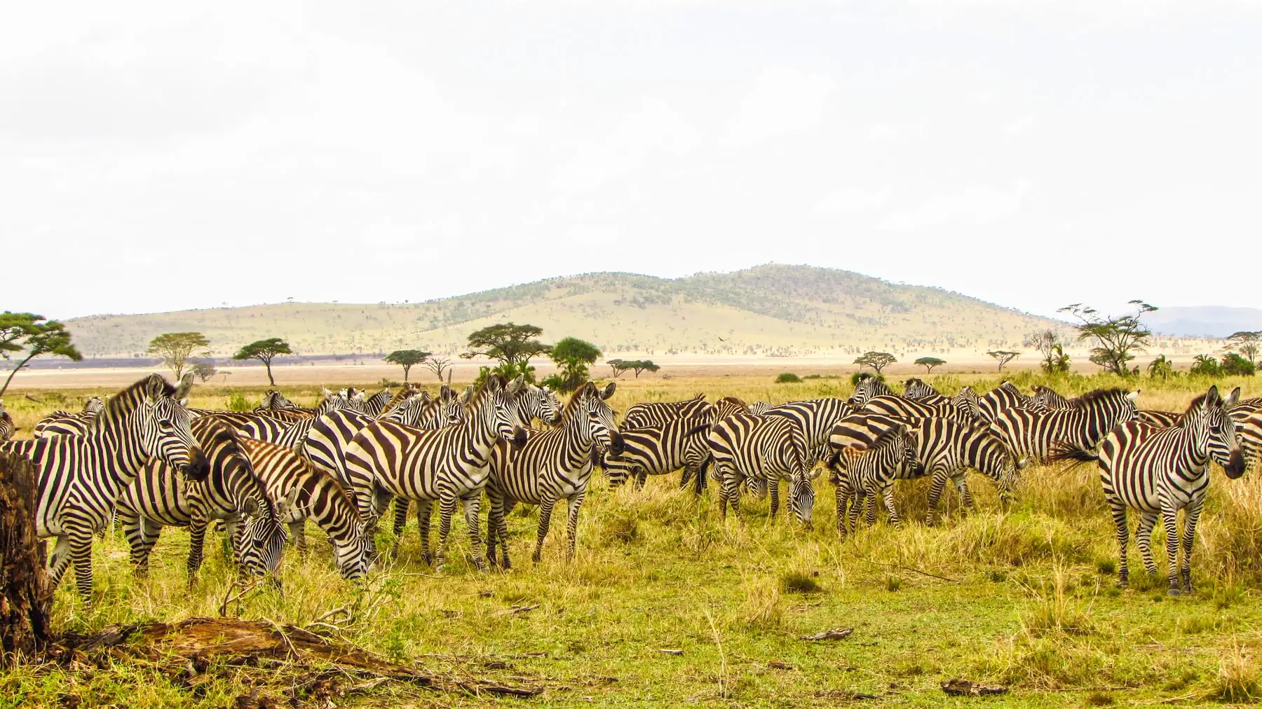 Zèbres dans le parc national du Serengeti