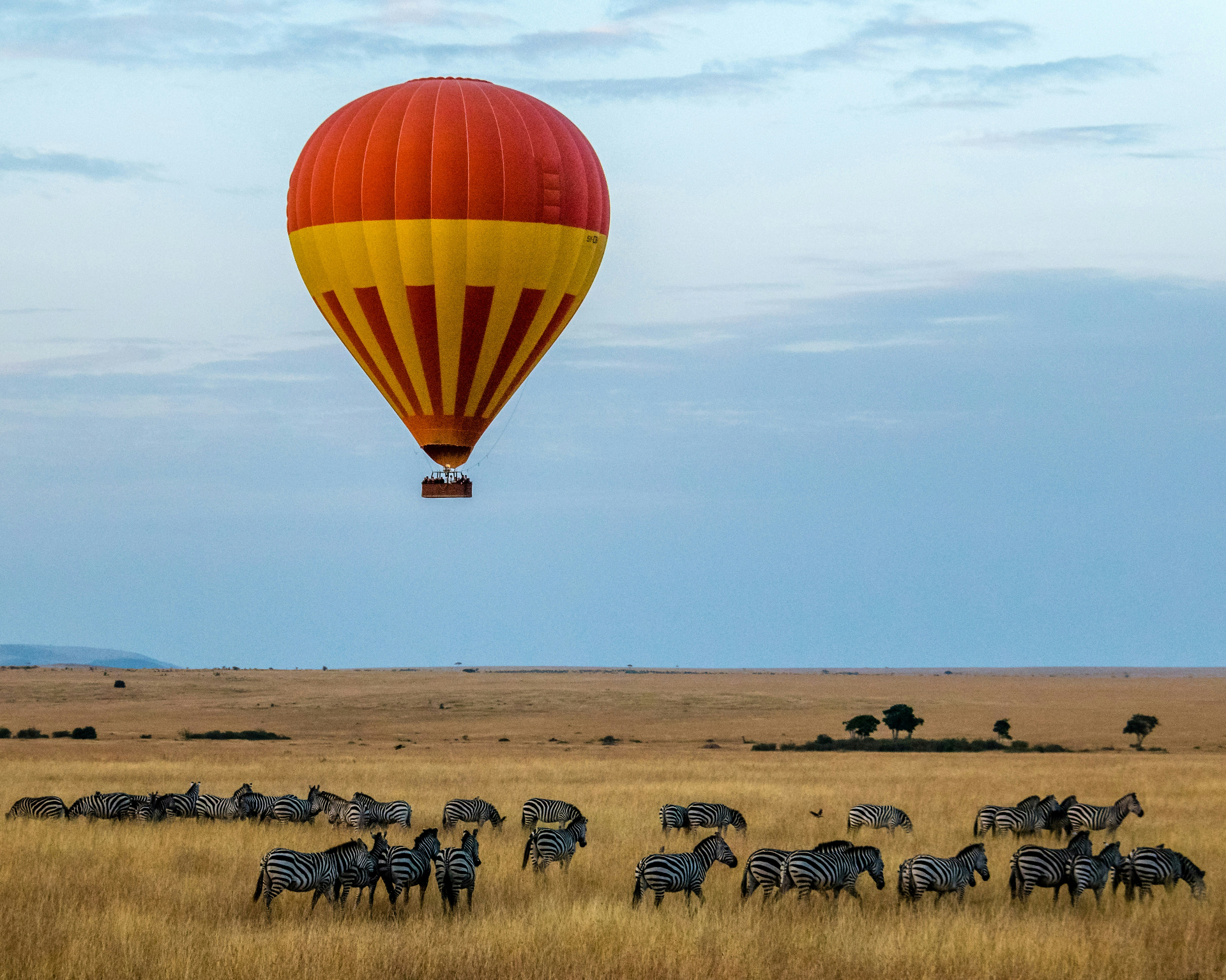 Montgolfière survolant un troupeau de zèbres dans les plaines du Serengeti à l'aube